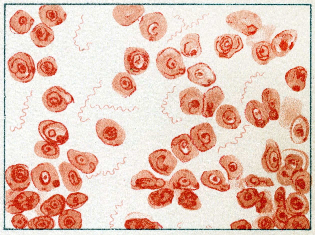 Spirillum Bacteria by German School