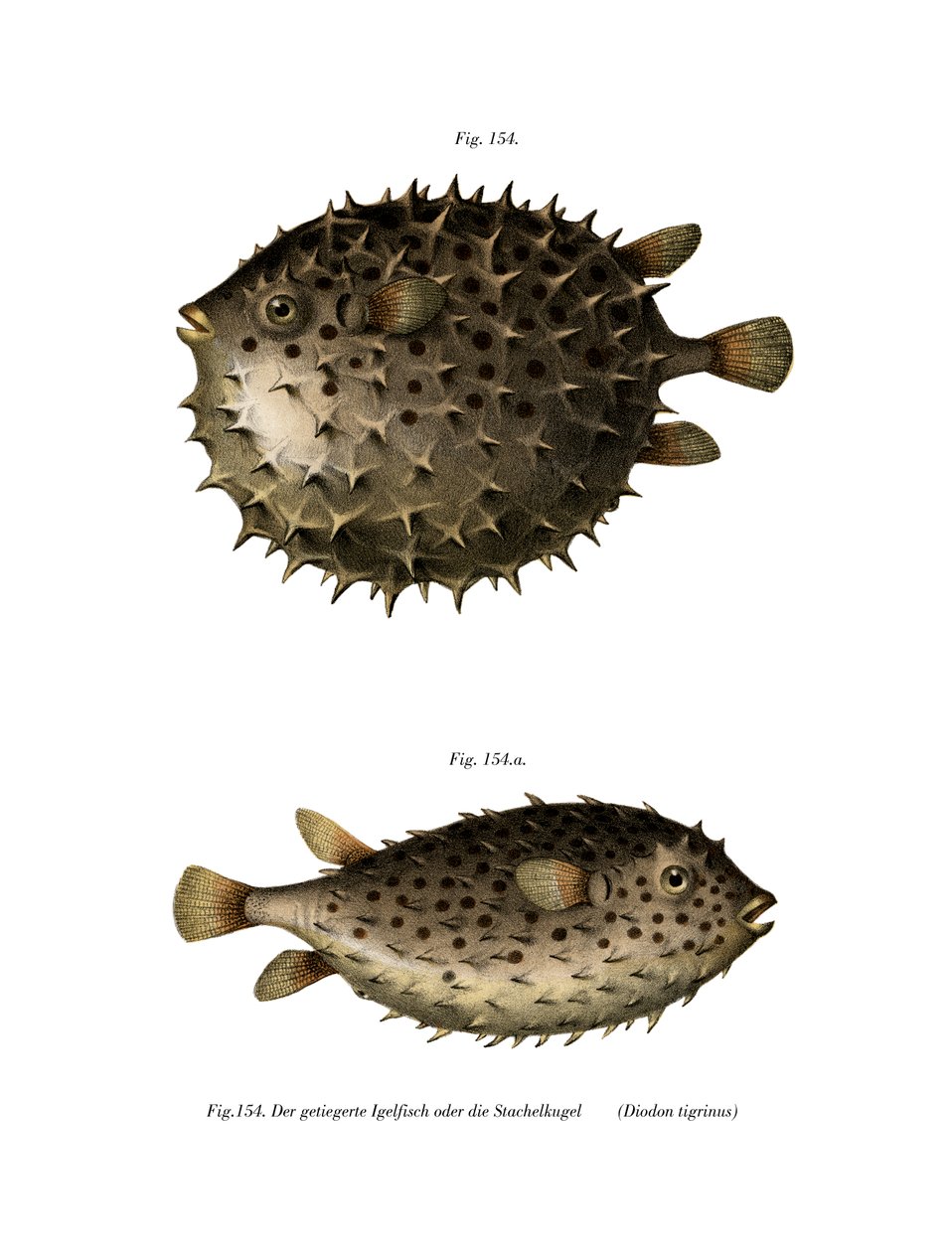 Spotfin Burrfish by German School