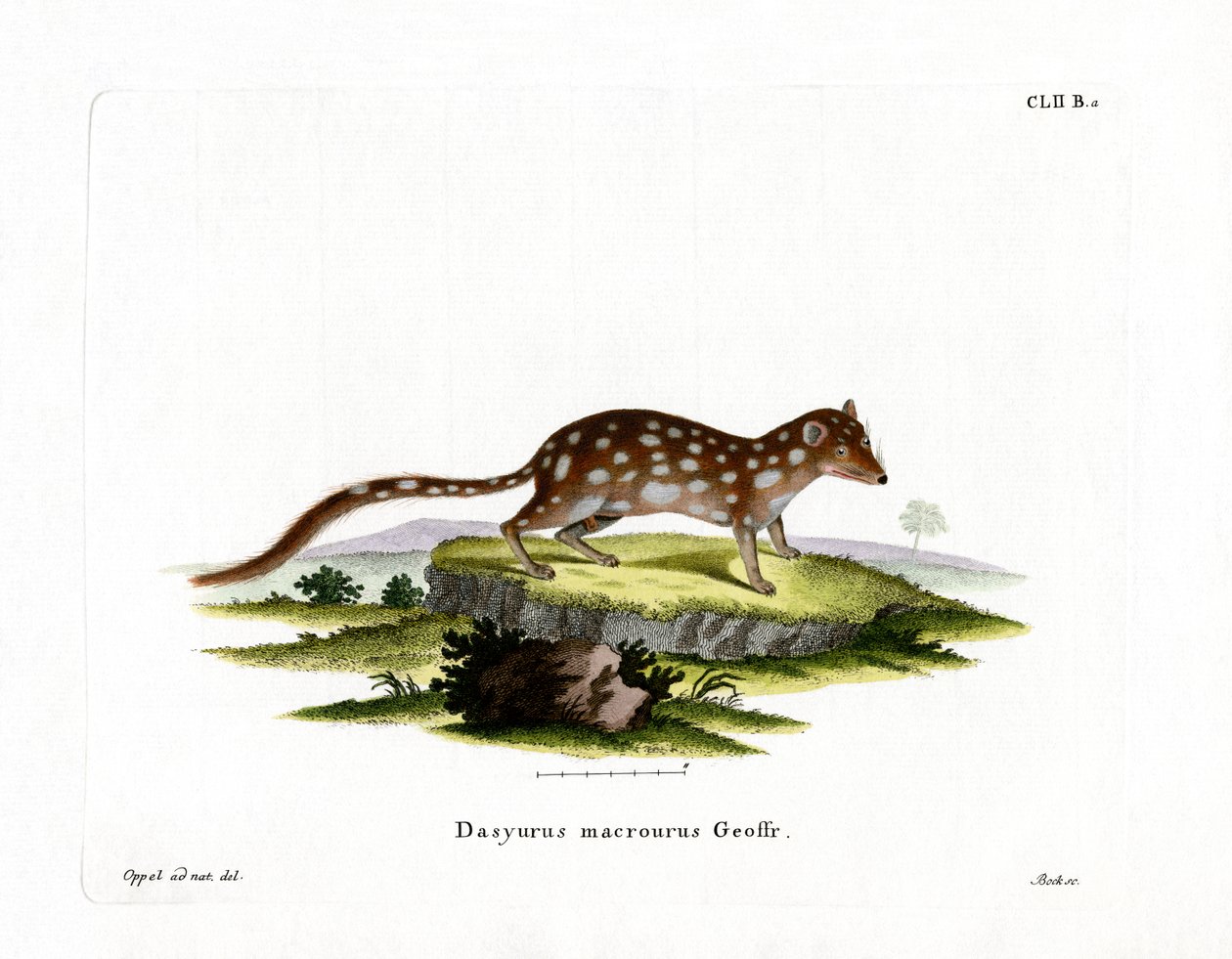 Spotted Quoll by German School