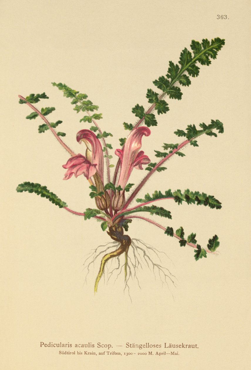 Stemless Lousewort by German School