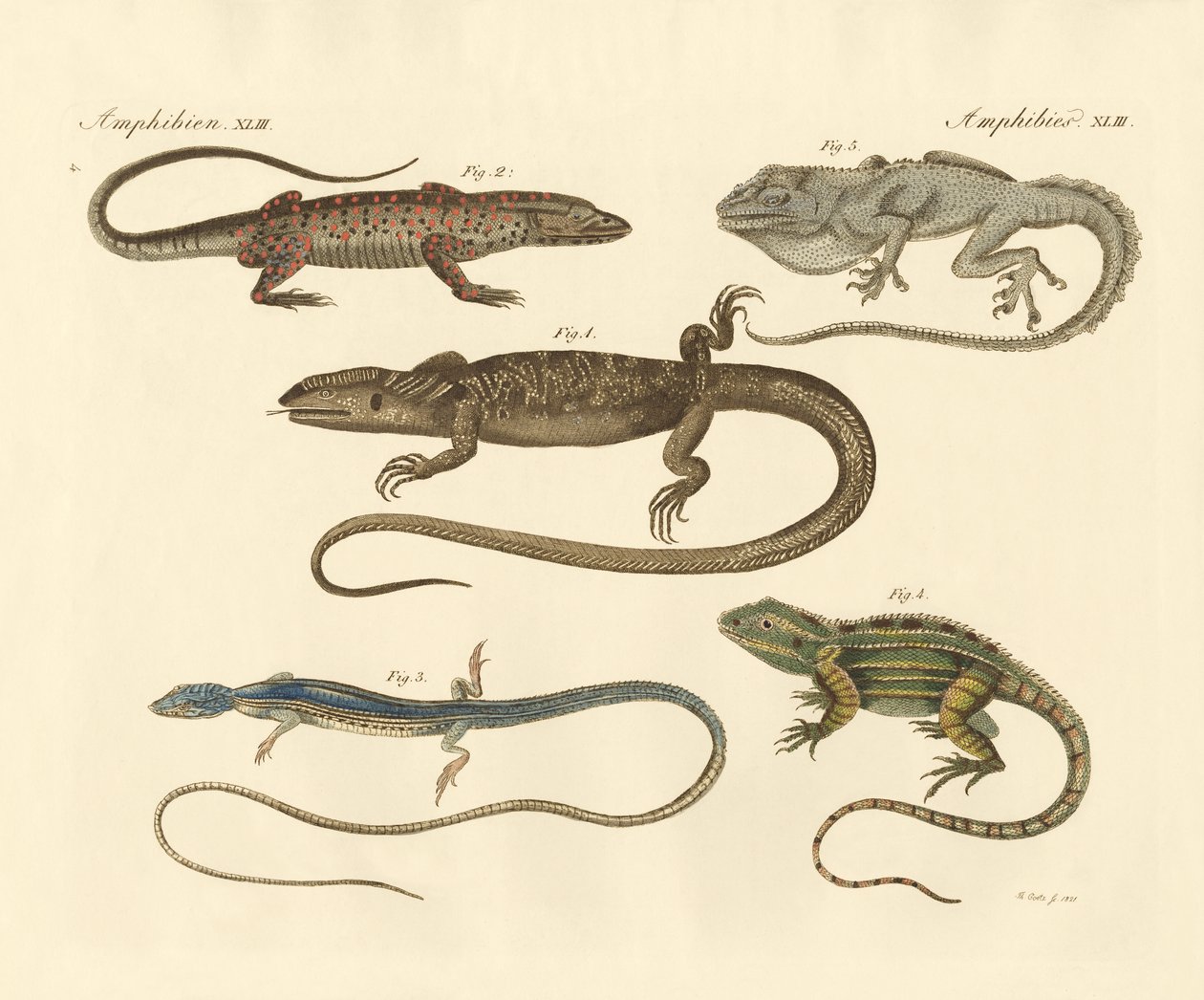 Strange Amphibians by German School