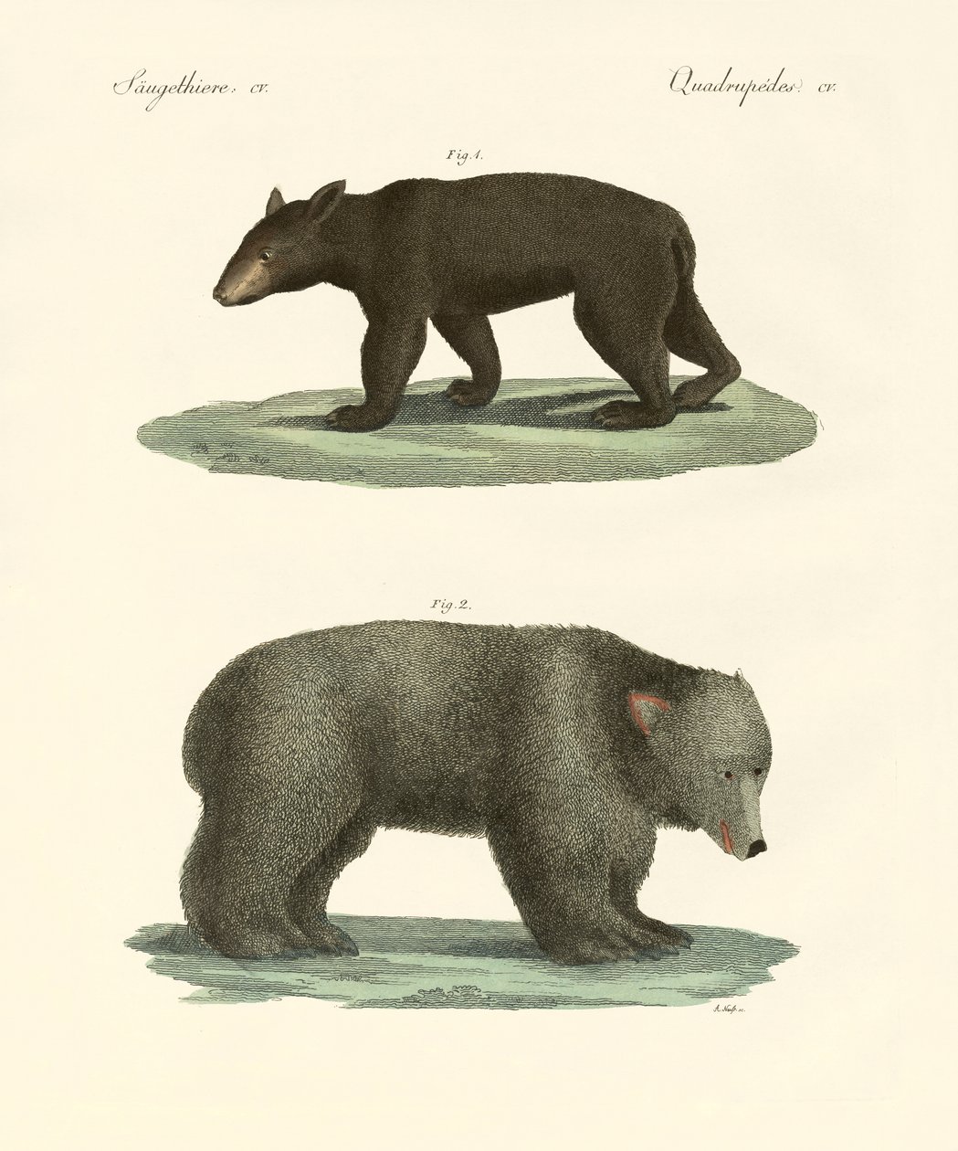 Strange Bears by German School