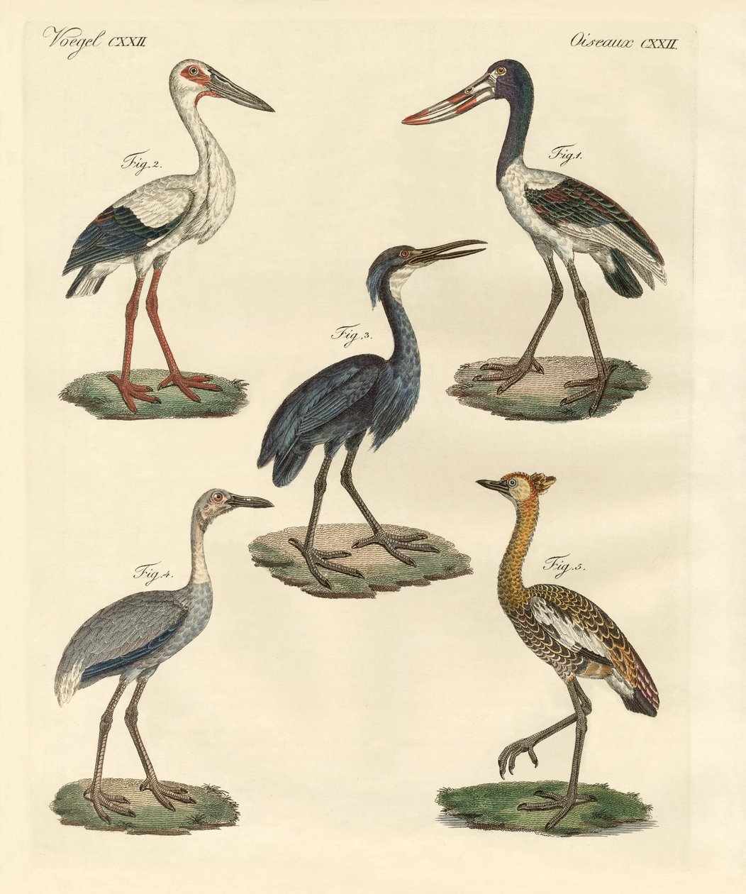 Strange Birds by German School