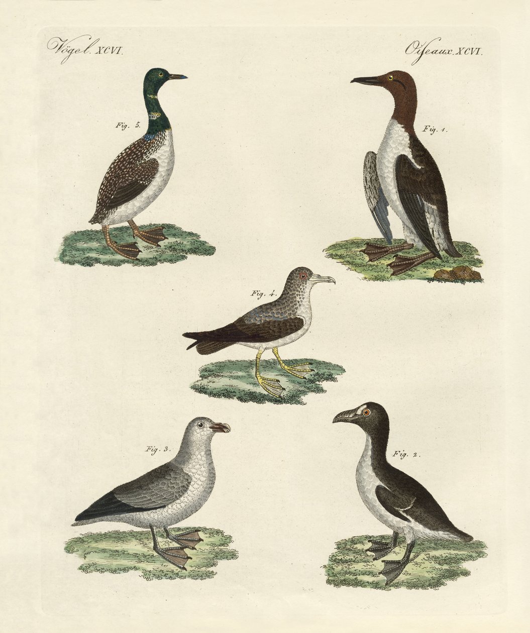 Strange Birds by German School