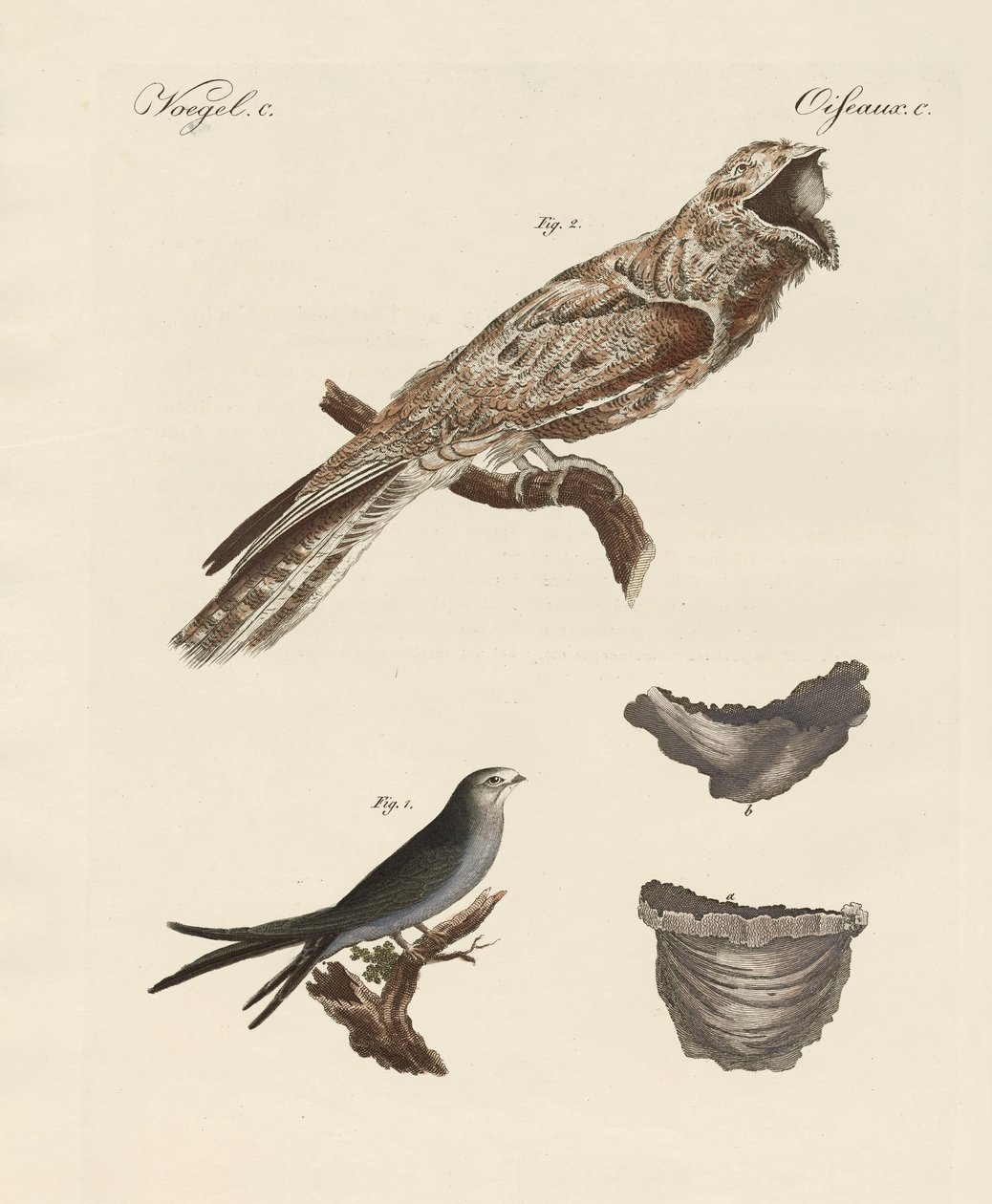 Strange Birds by German School