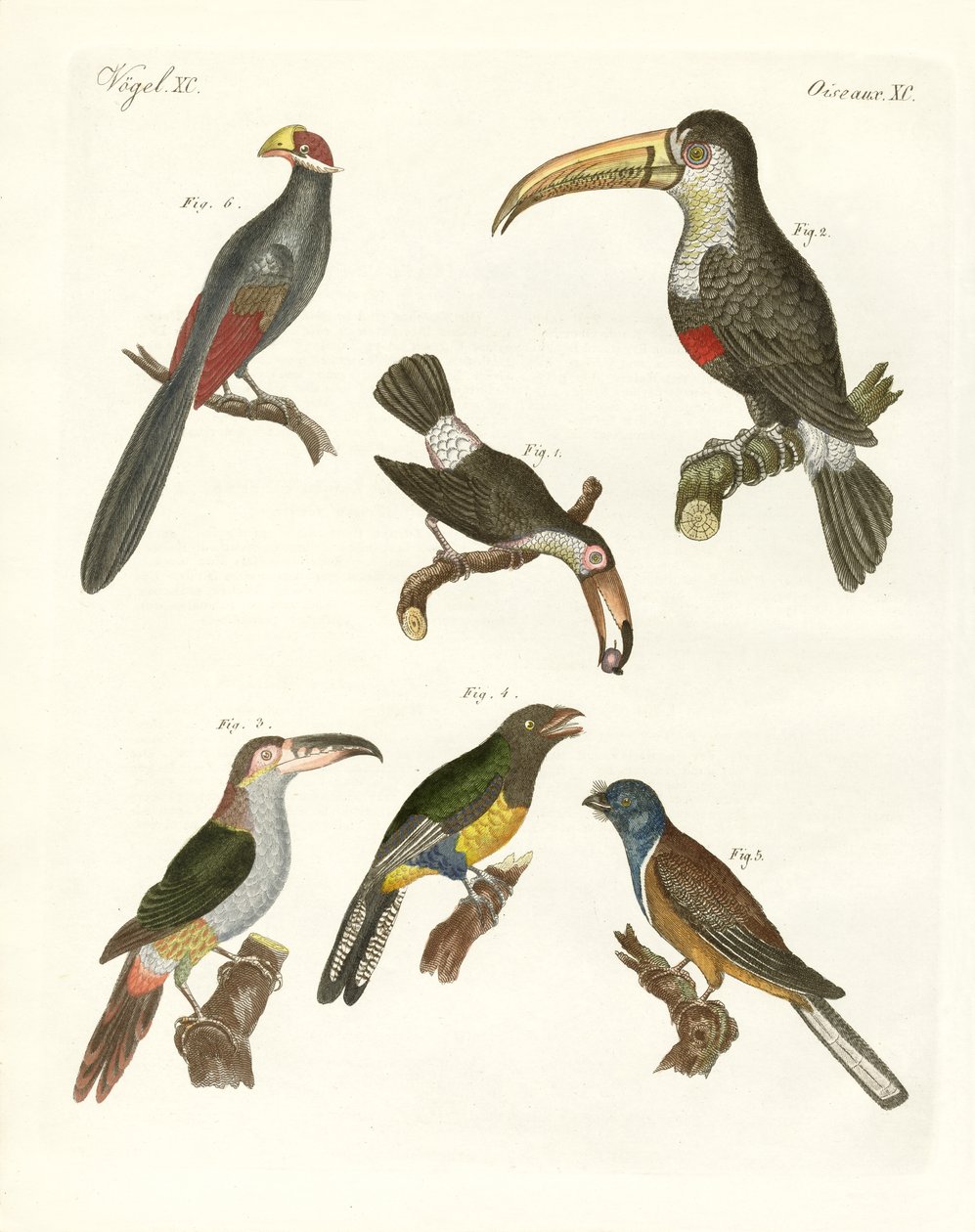Strange Birds by German School