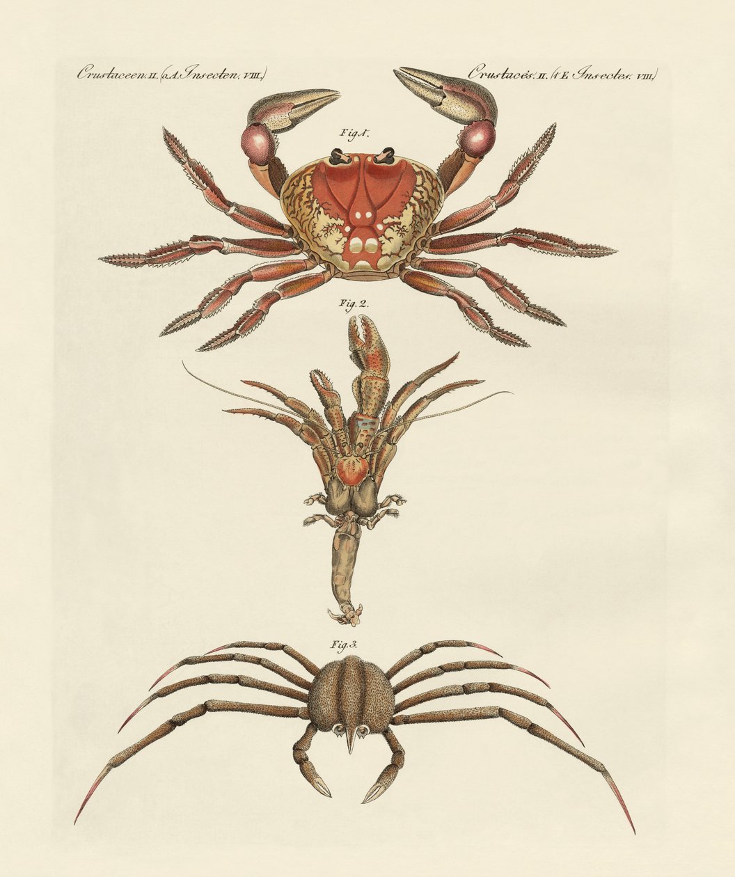 Strange Crabs by German School