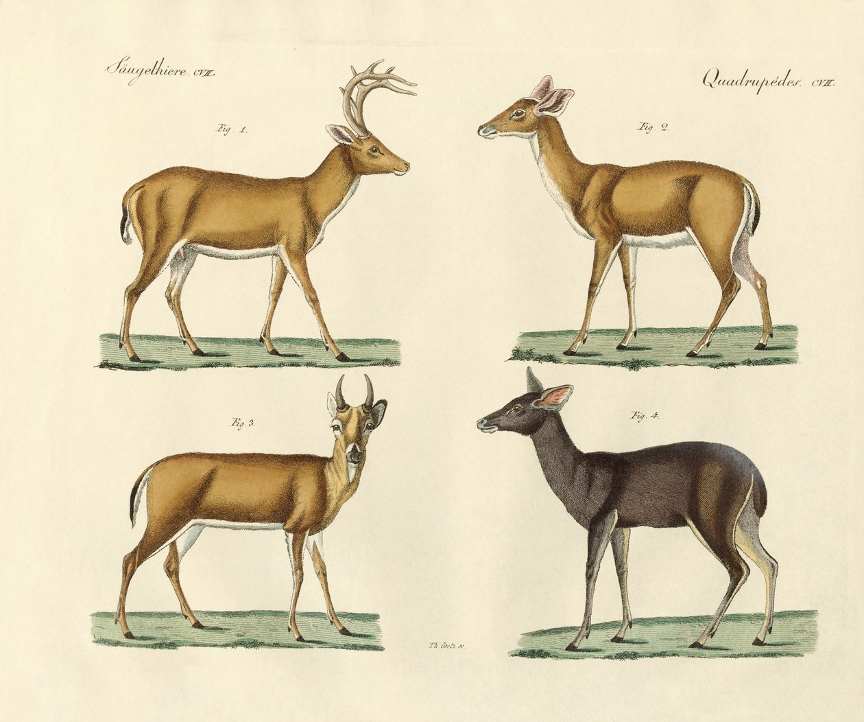 Strange Deers by German School