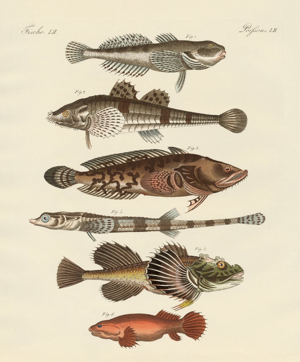 Strange Fish by German School