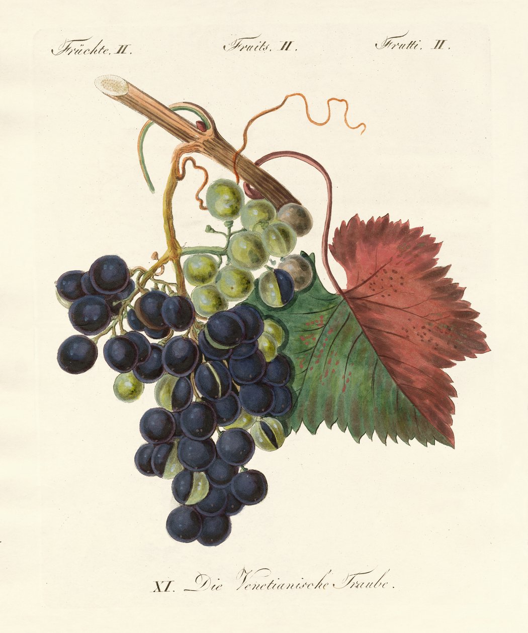Strange Fruits by German School