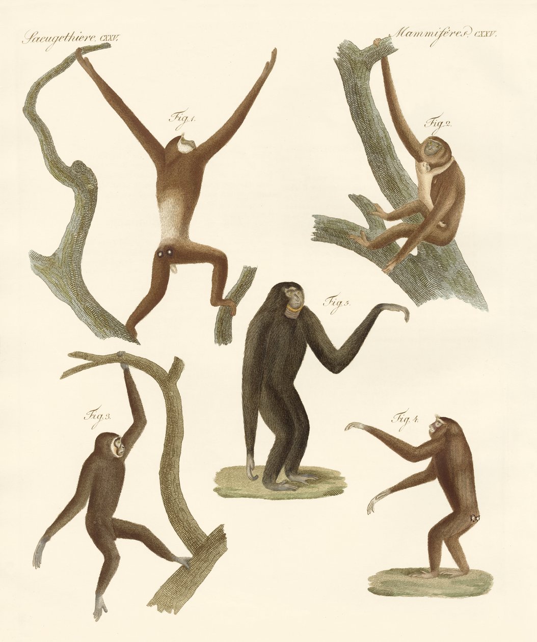 Strange Gibbons by German School