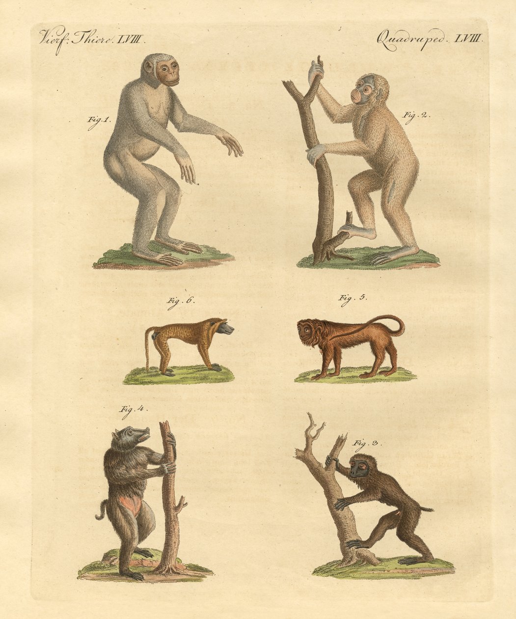 Strange Kinds of Monkeys by German School