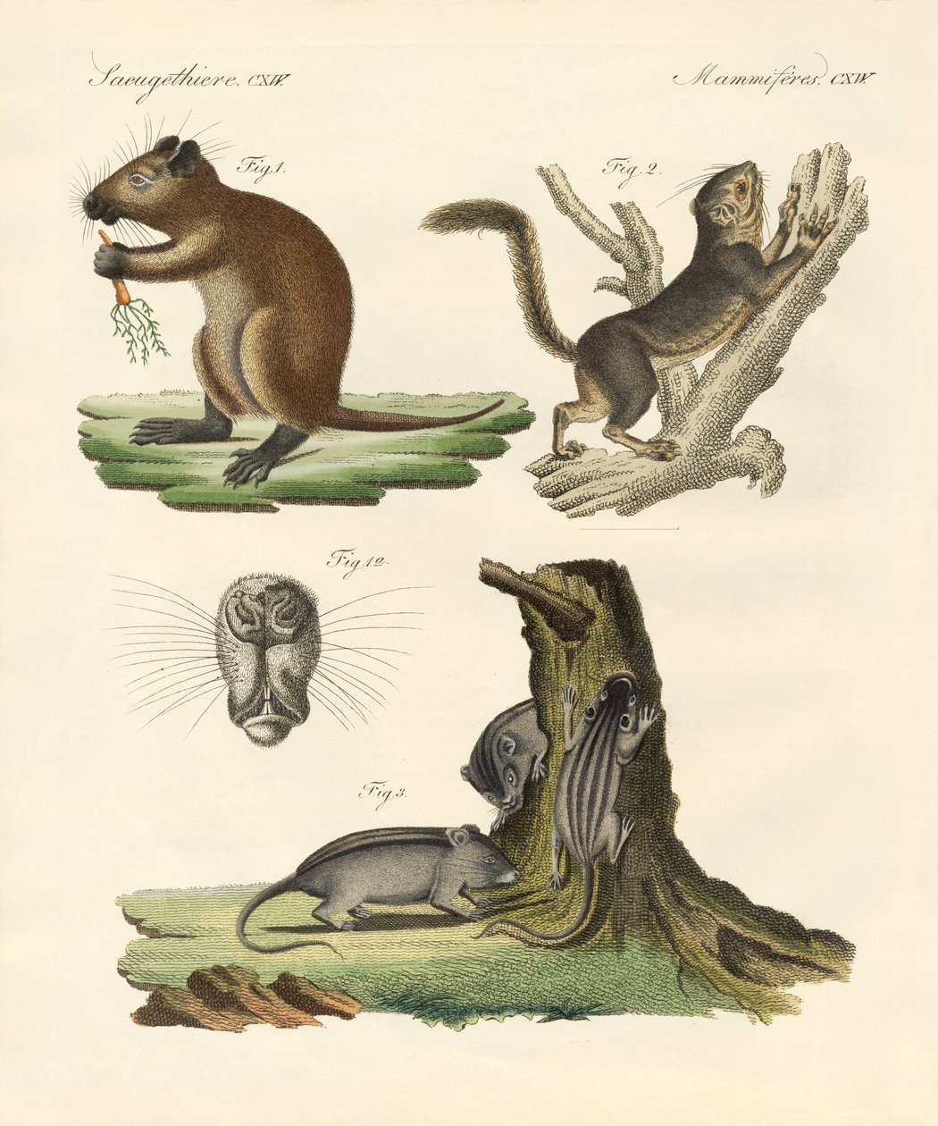 Strange Mammals by German School