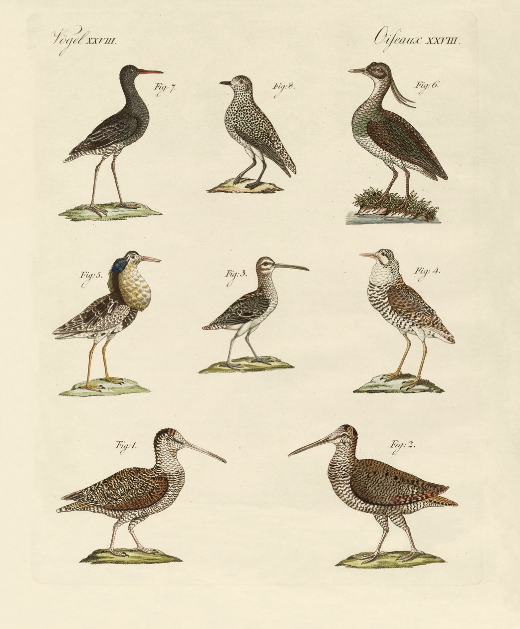 Strange Marsh-Birds by German School