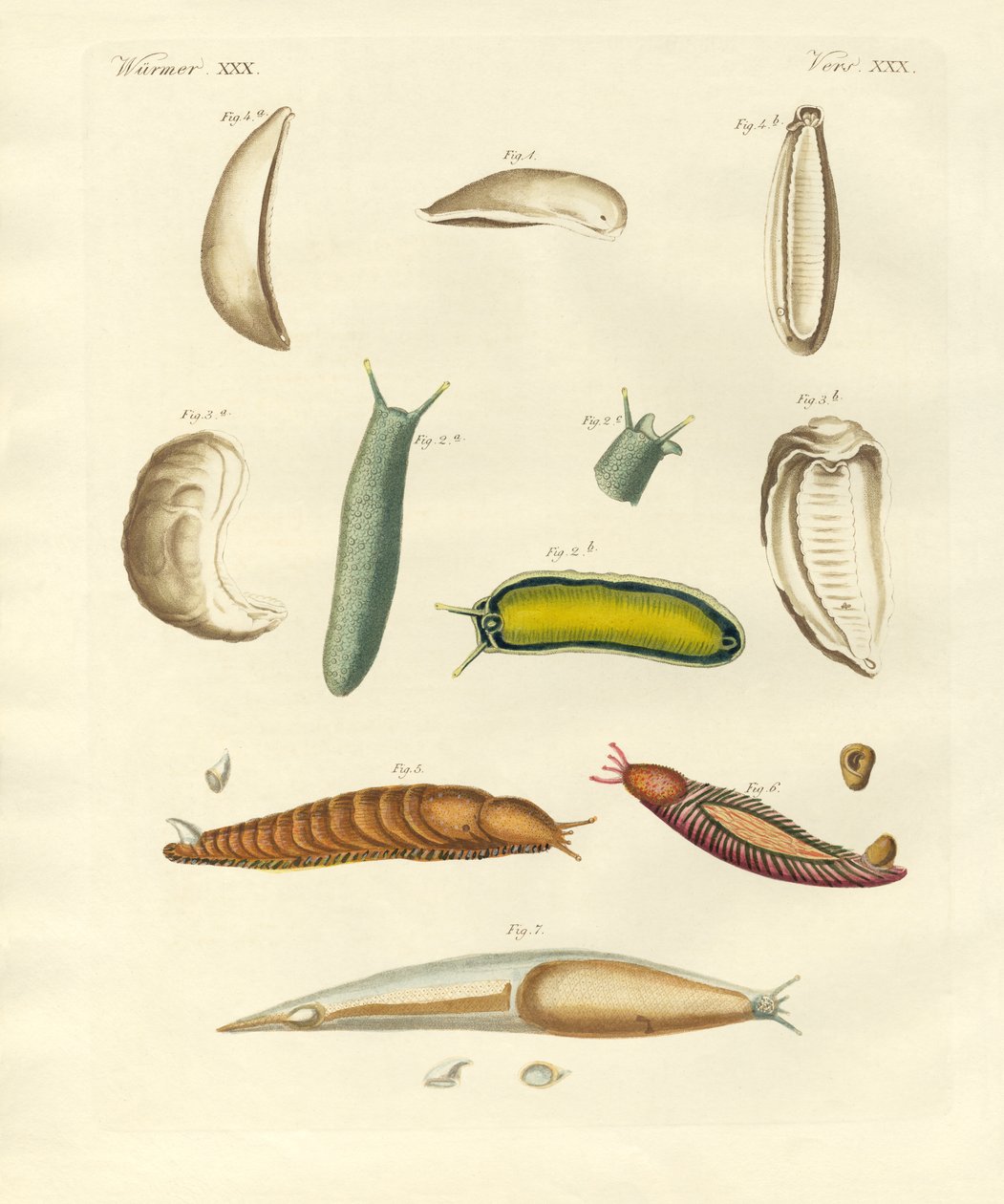 Strange Molluscs by German School