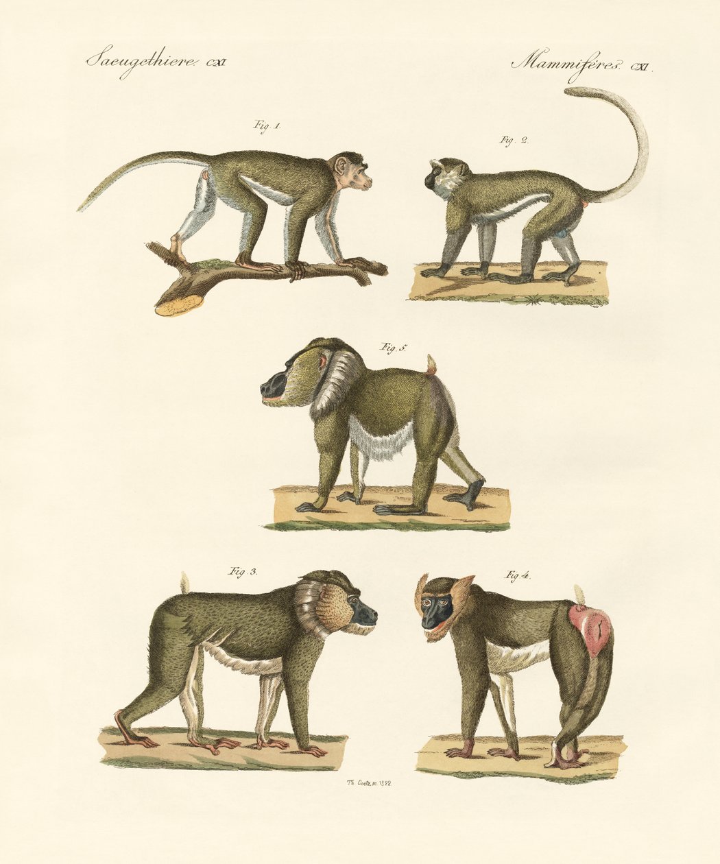 Strange monkeys by German School