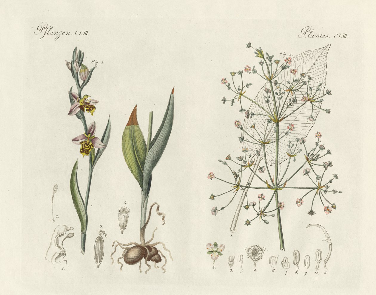 Strange plants by German School