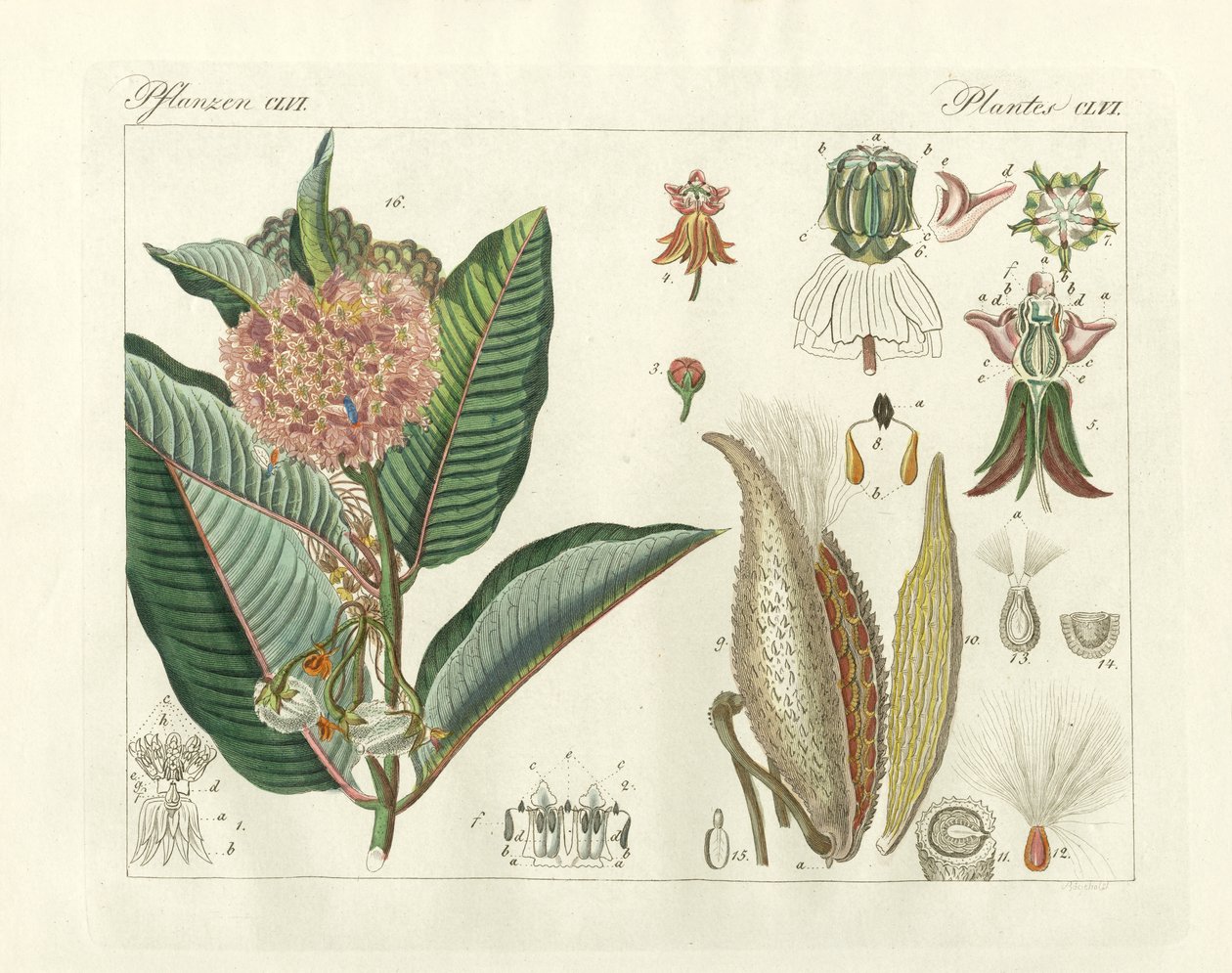 Strange plants by German School