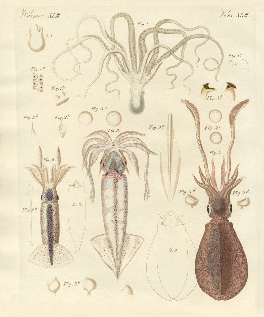 Strange Soft-Worms by German School