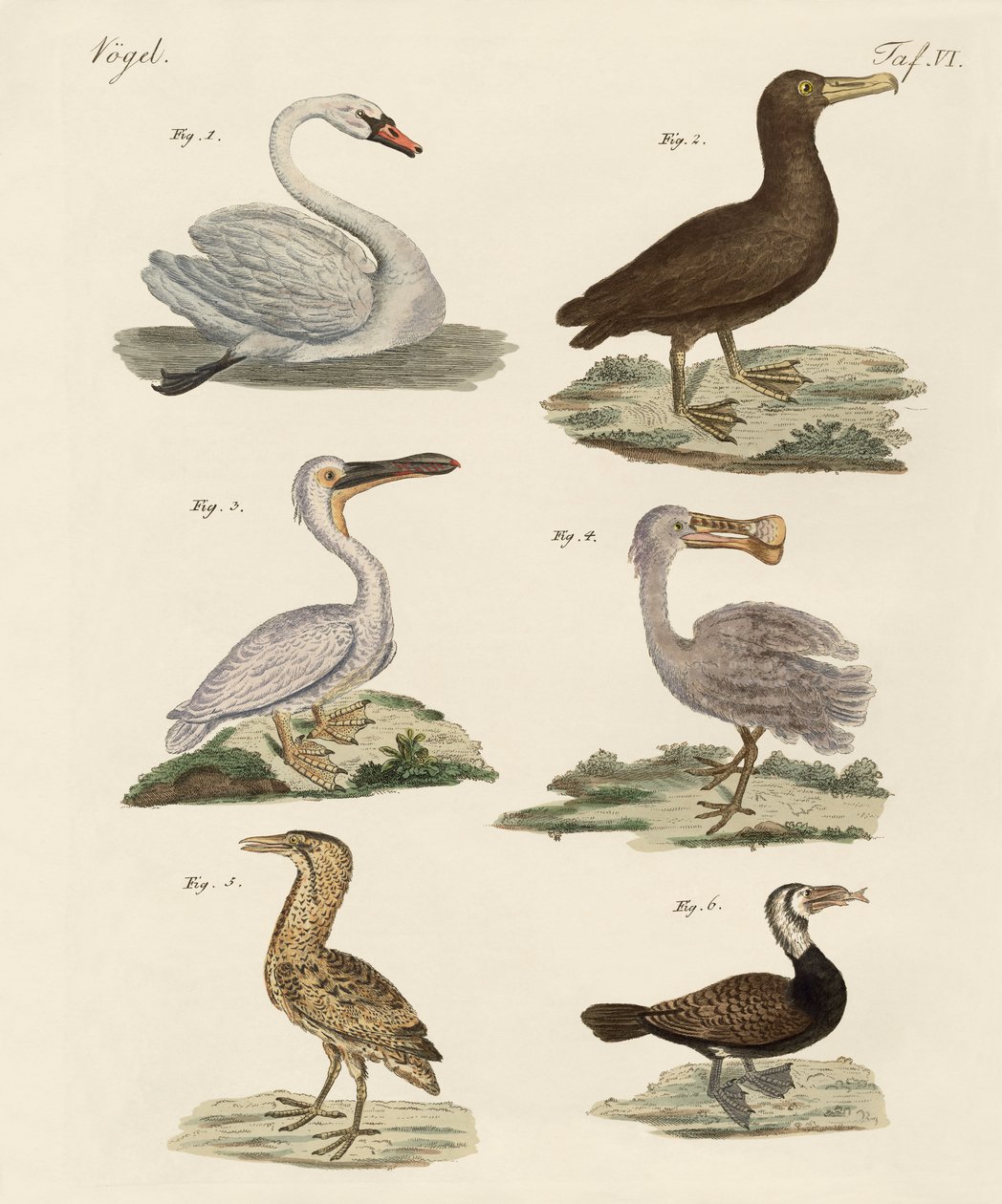 Strange water birds by German School