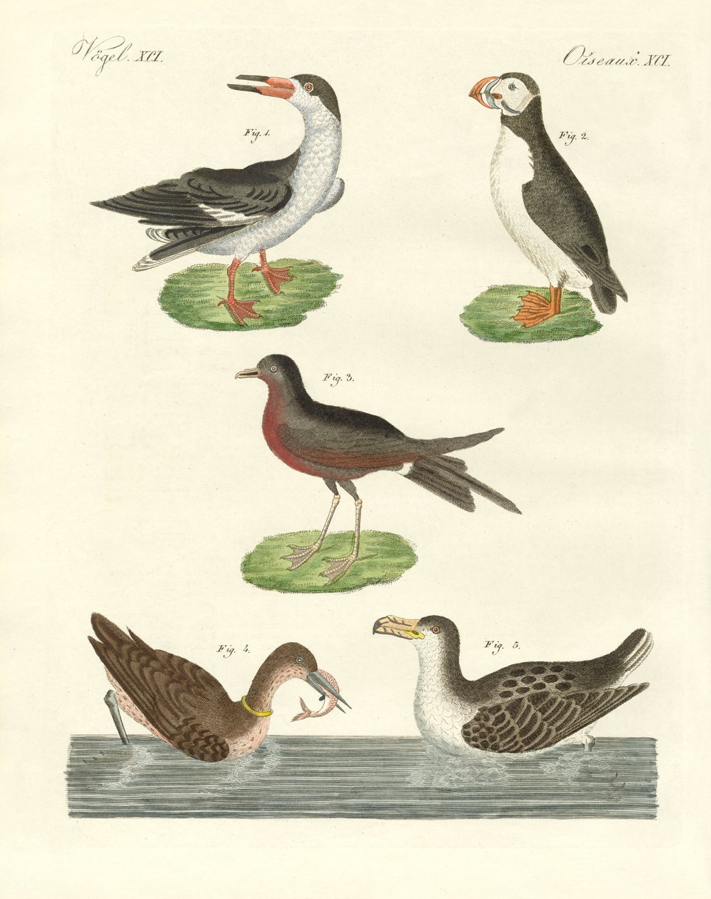 Strange Waterbirds by German School