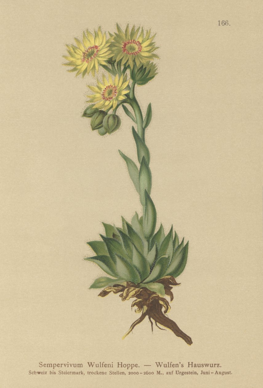 Sun Houseleek by German School