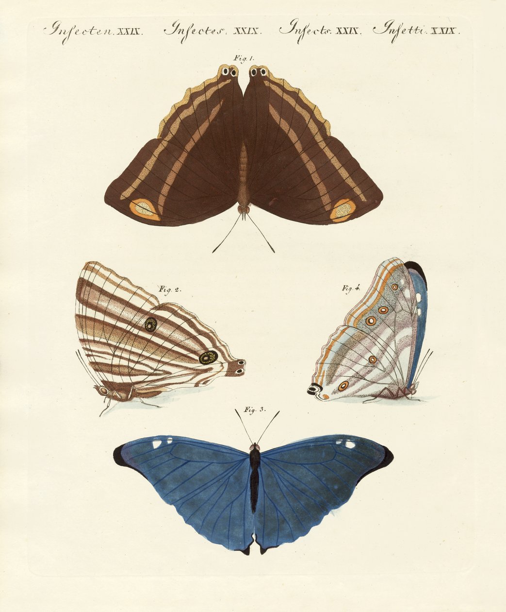 Surinam Butterflies by German School