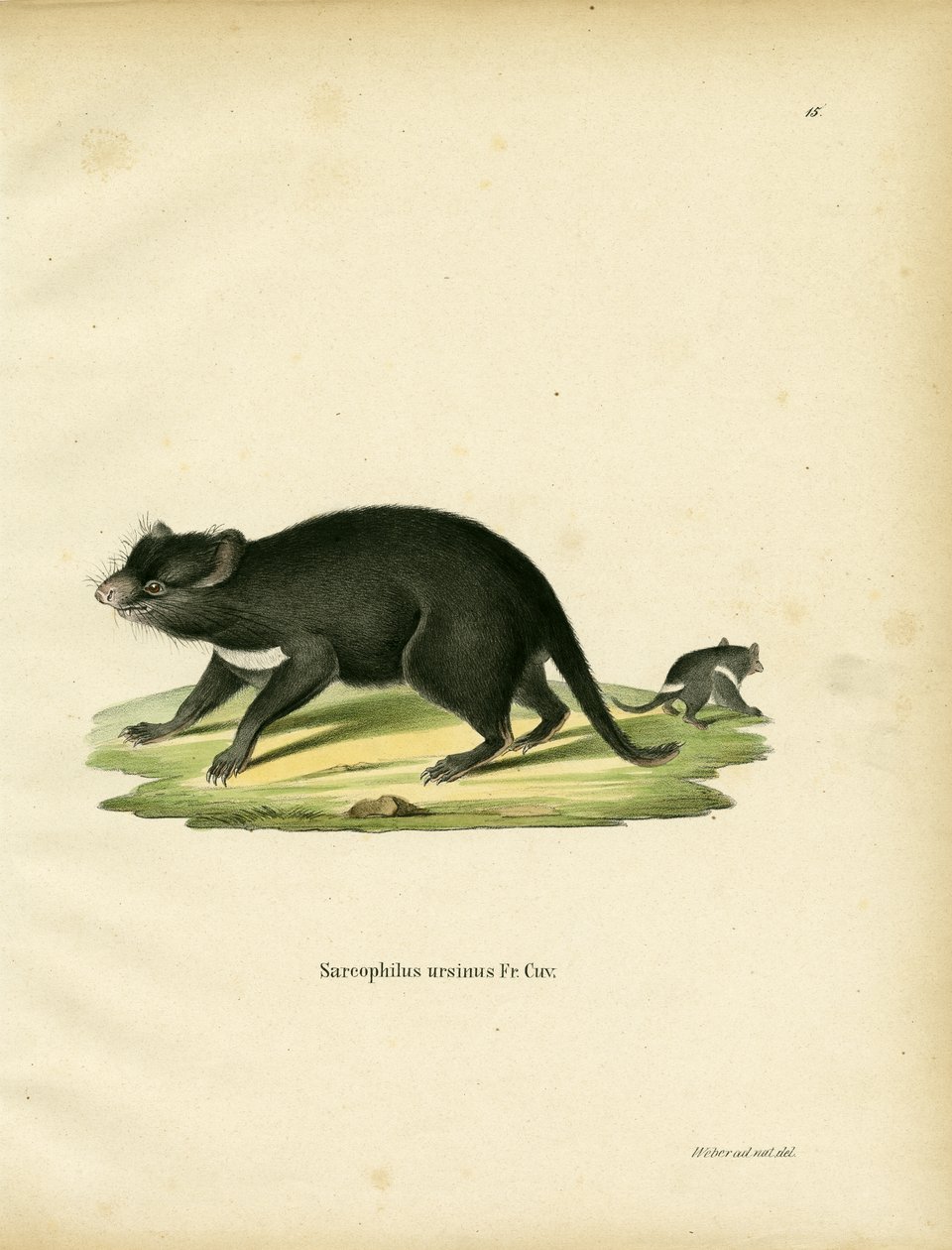 Tasmanian Devil by German School