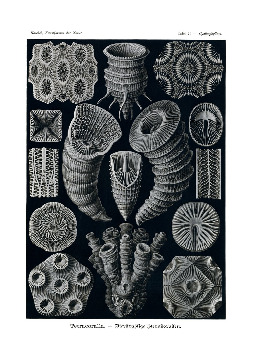 Tetracoralla by German School
