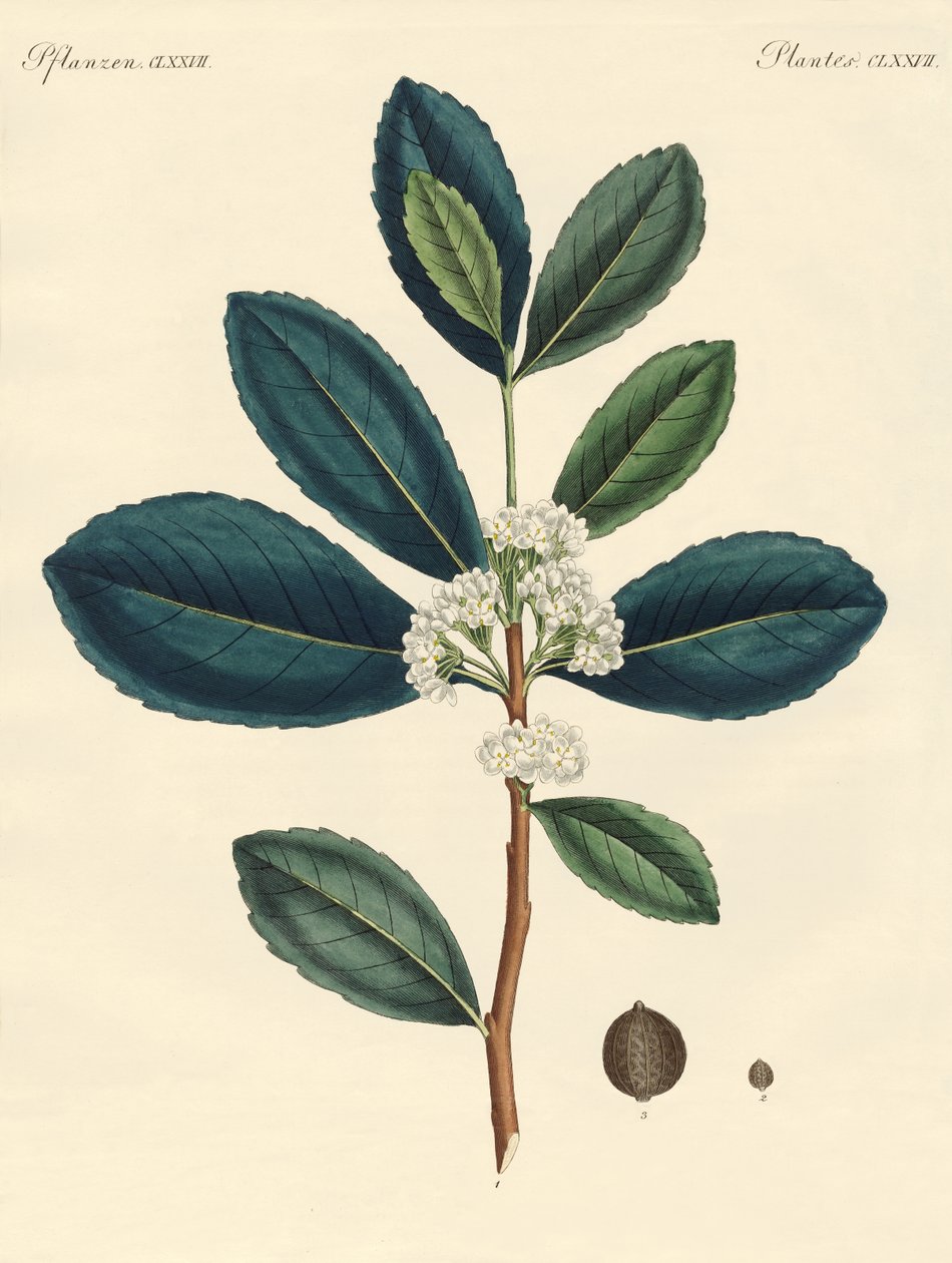 The tea of Paraguay by German School