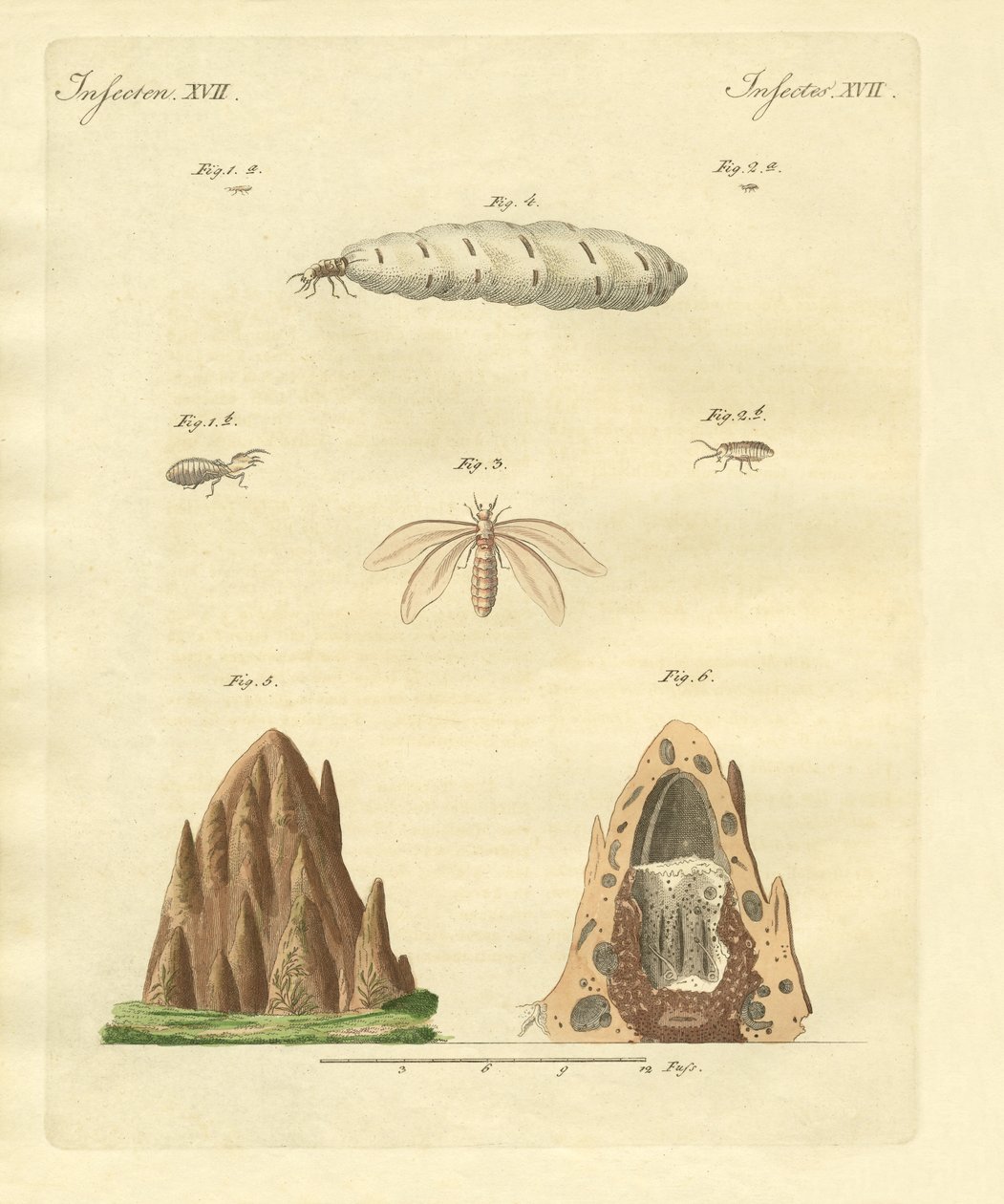 The Termites by German School