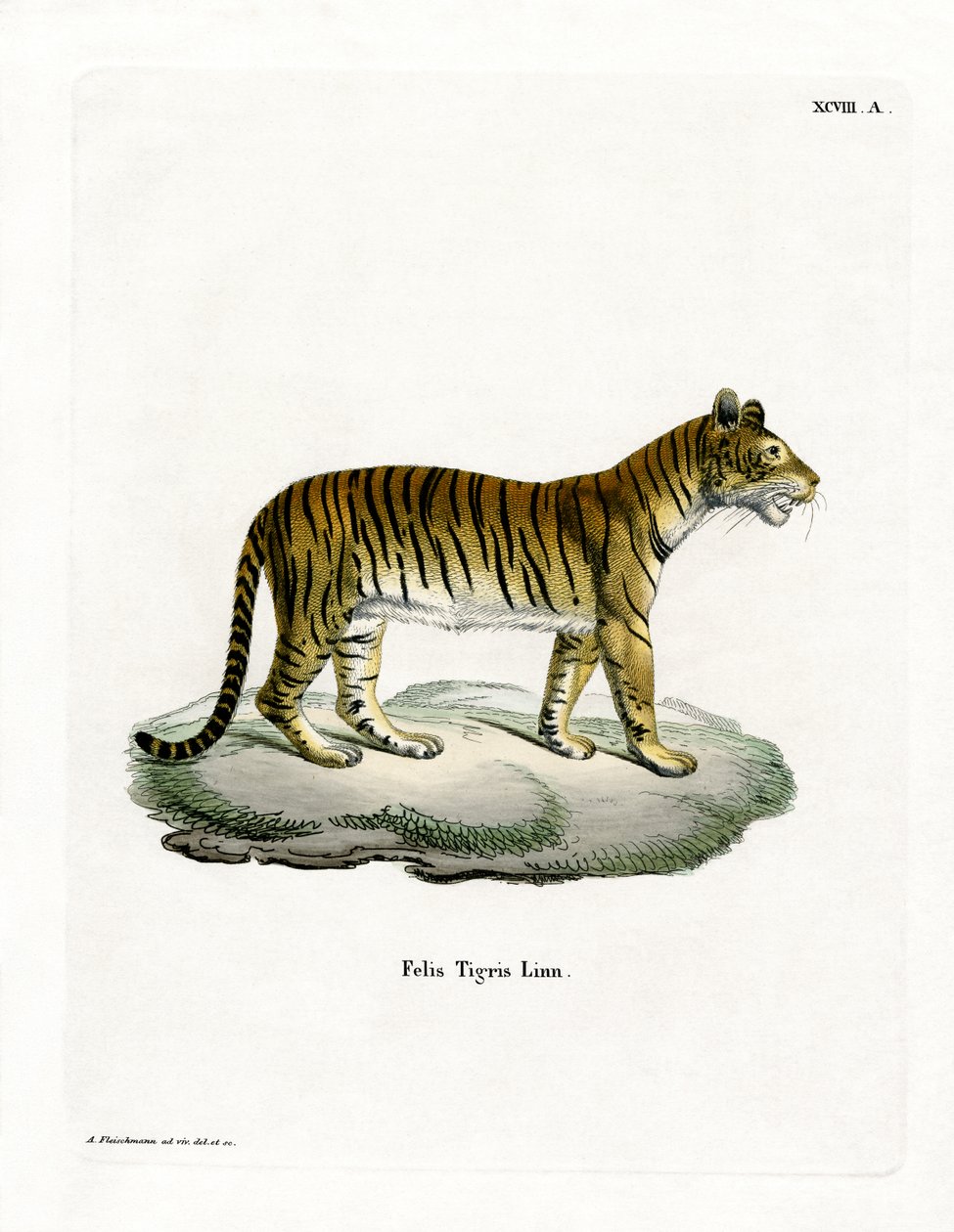 Tiger by German School