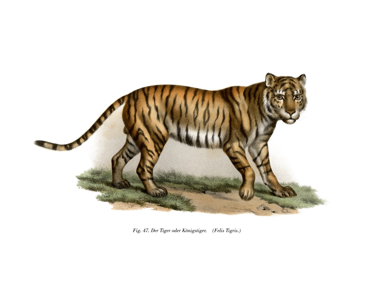 Tiger by German School