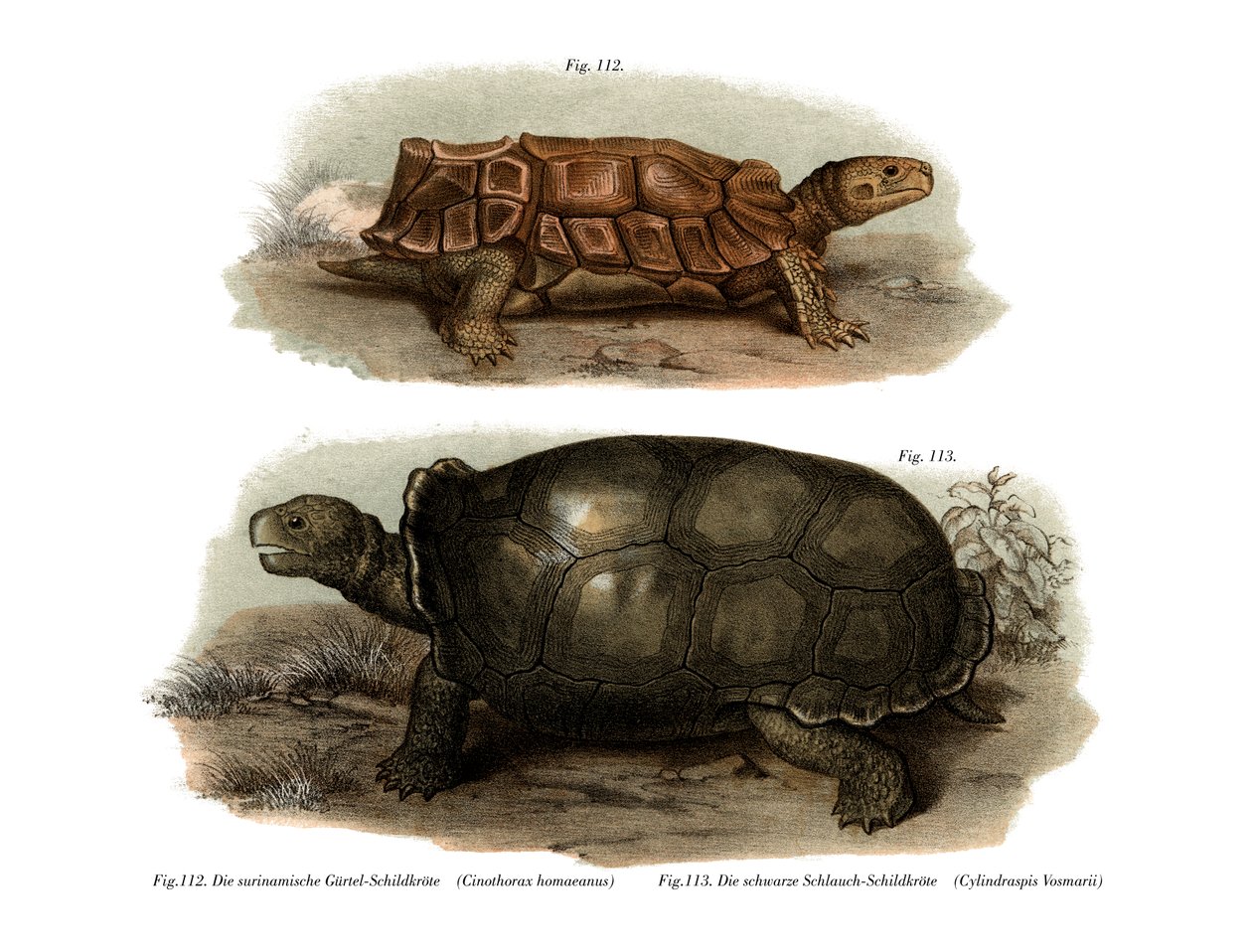 Tortoise by German School