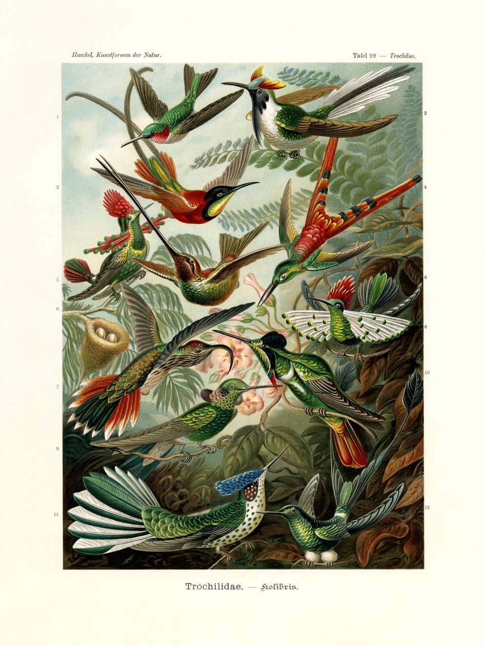 Trochilidae by German School
