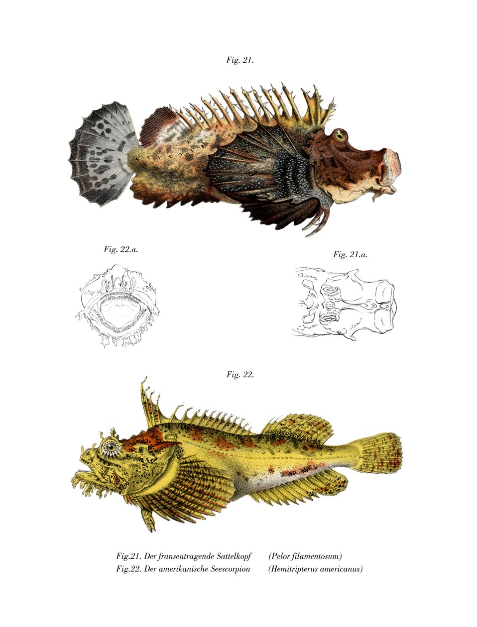 Two-stick Stingfish by German School