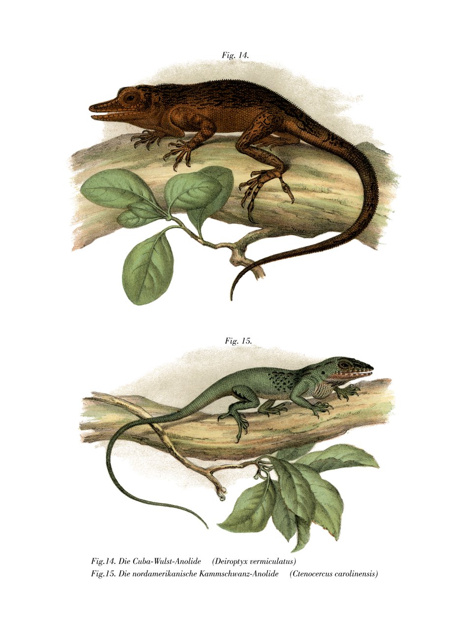 Vinales Anole by German School