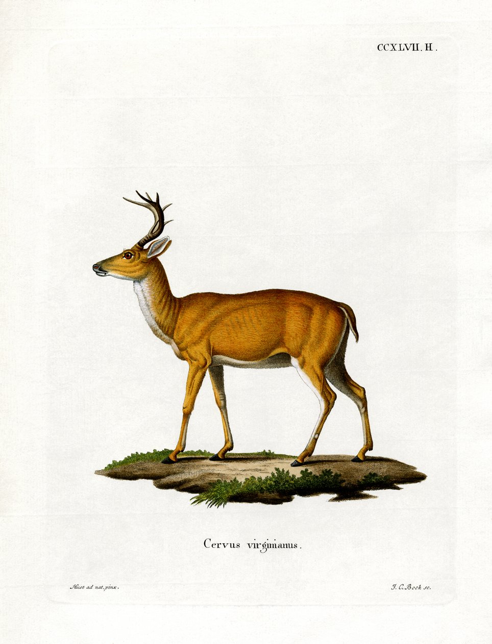 Virginian Deer by German School