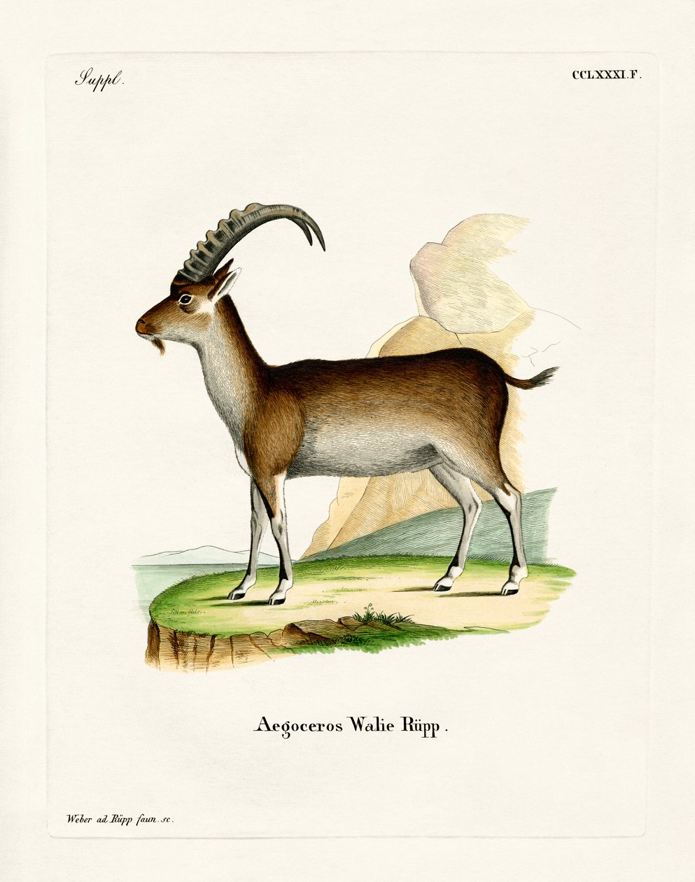 Walia Ibex by German School