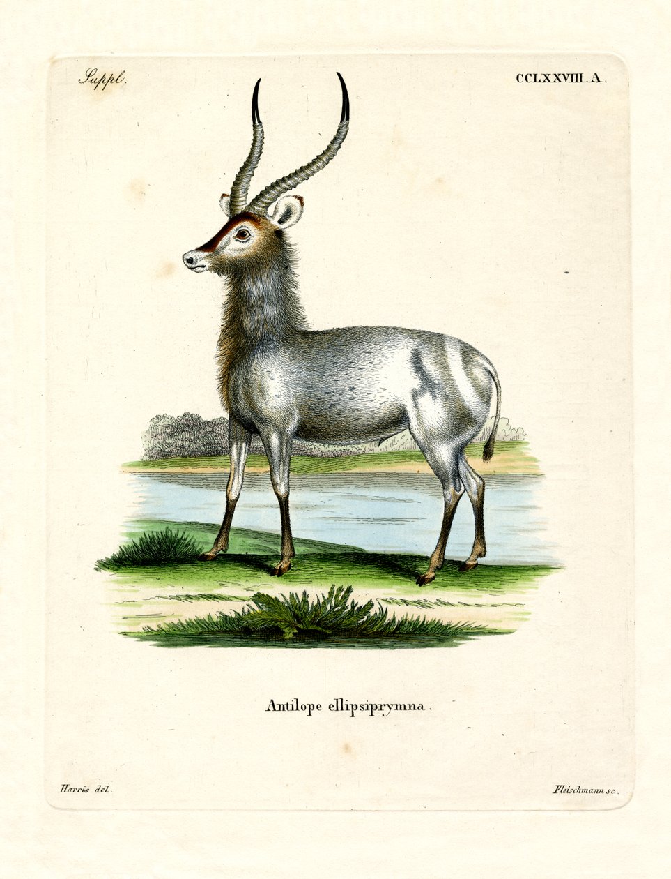 Waterbuck by German School
