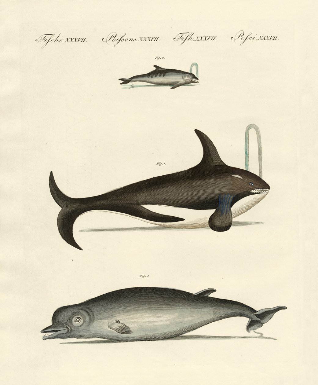 Whales and dolphins by German School