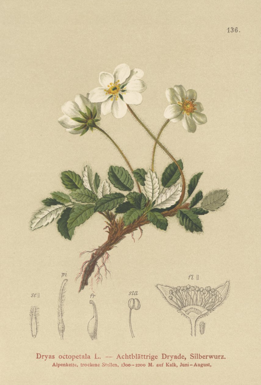 White Dryas by German School