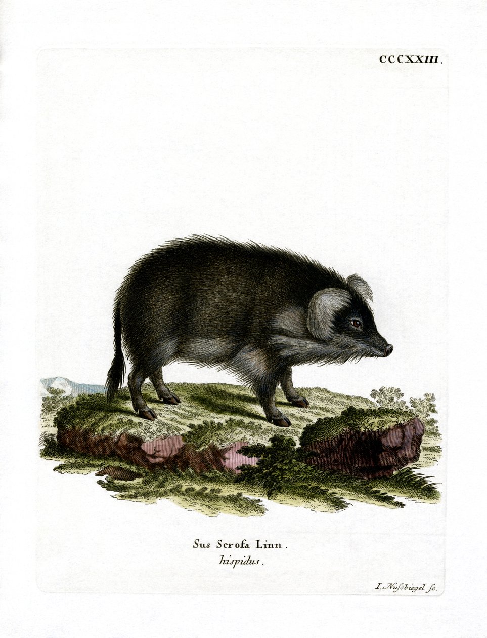 Wild Boar by German School