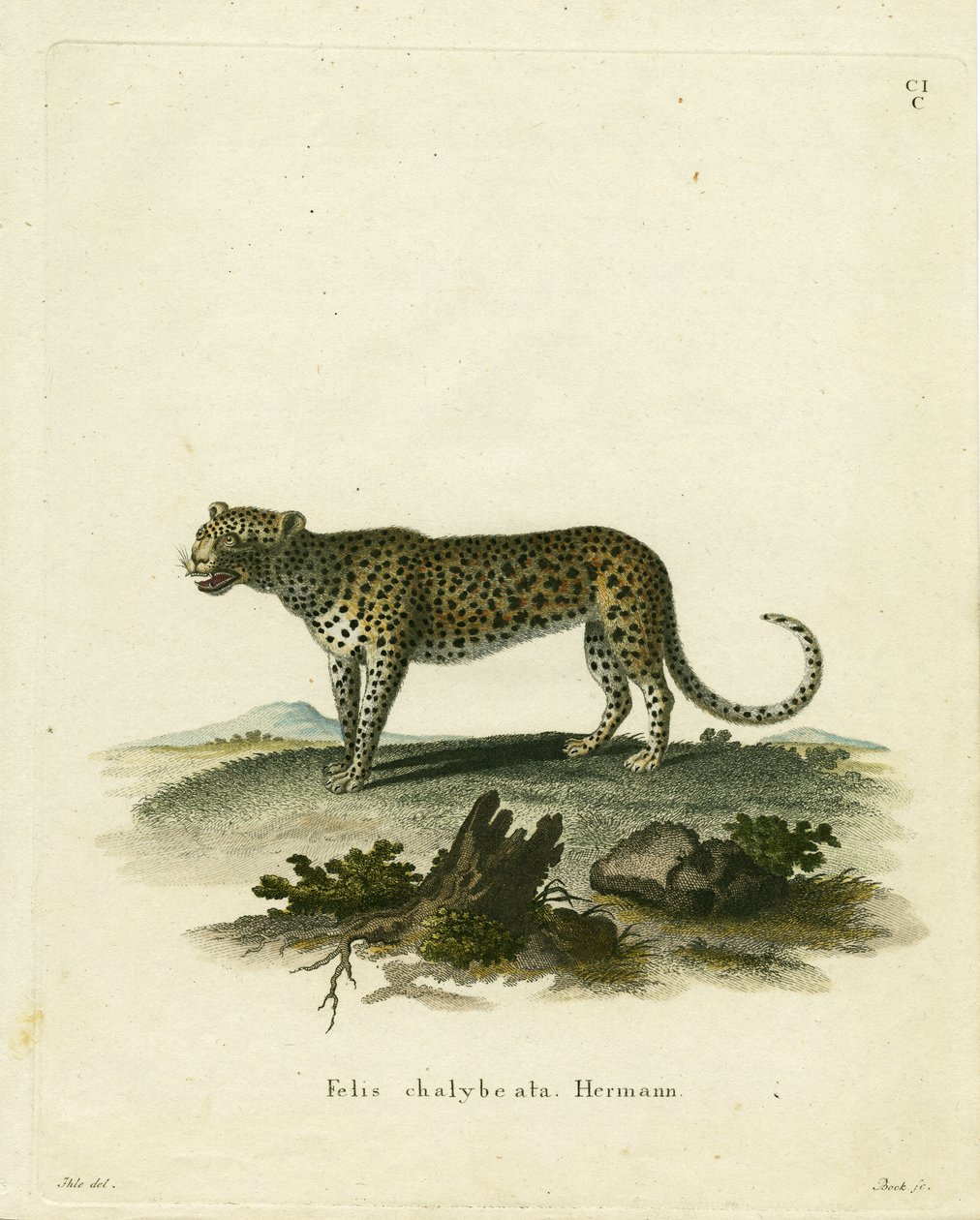 Wild Cat by German School