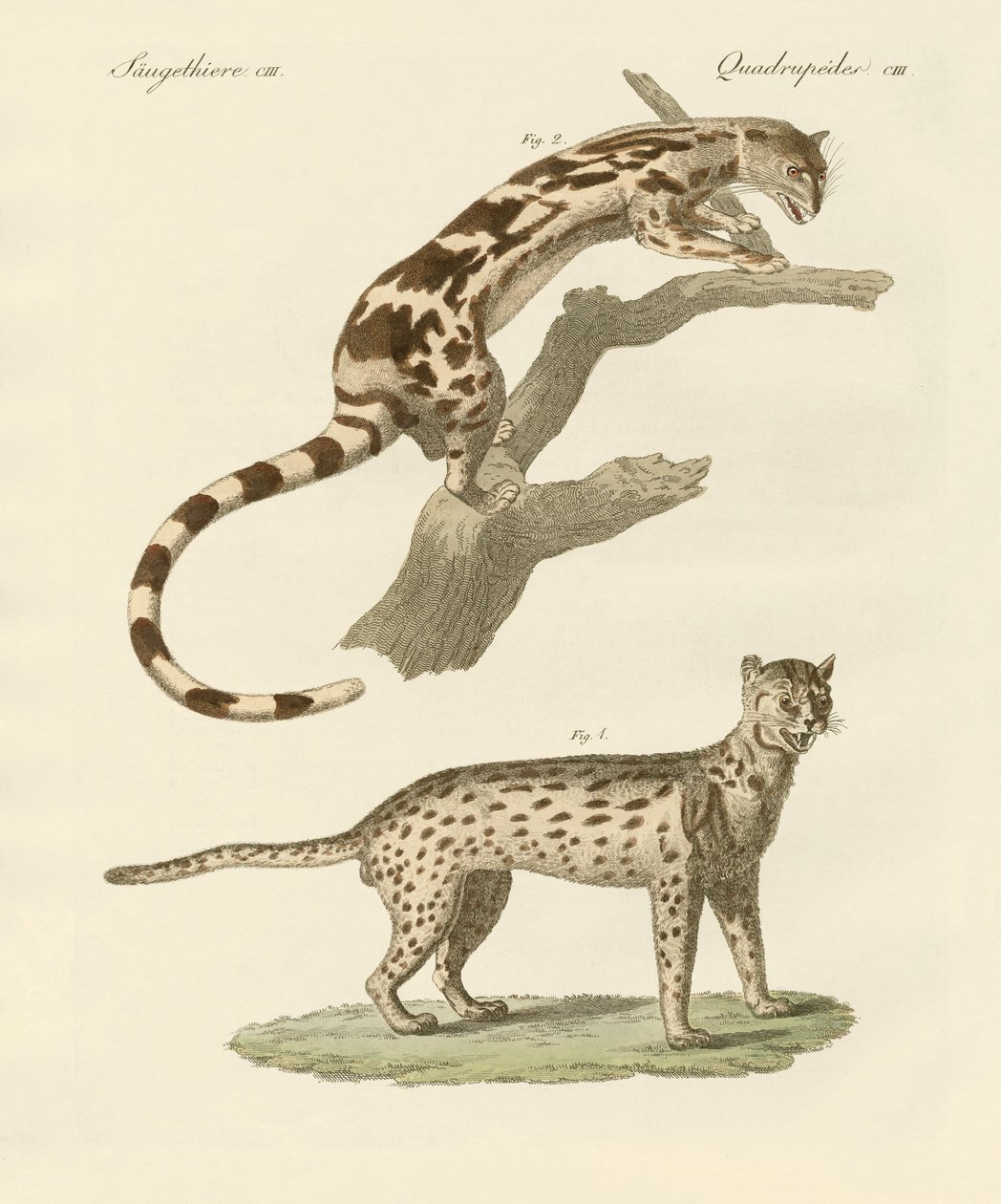 Wild Animals by German School