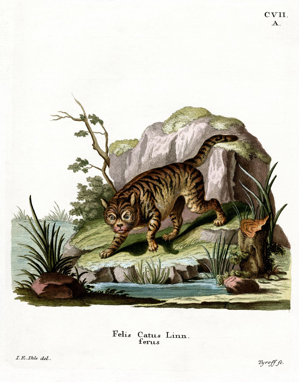 Wildcat by German School