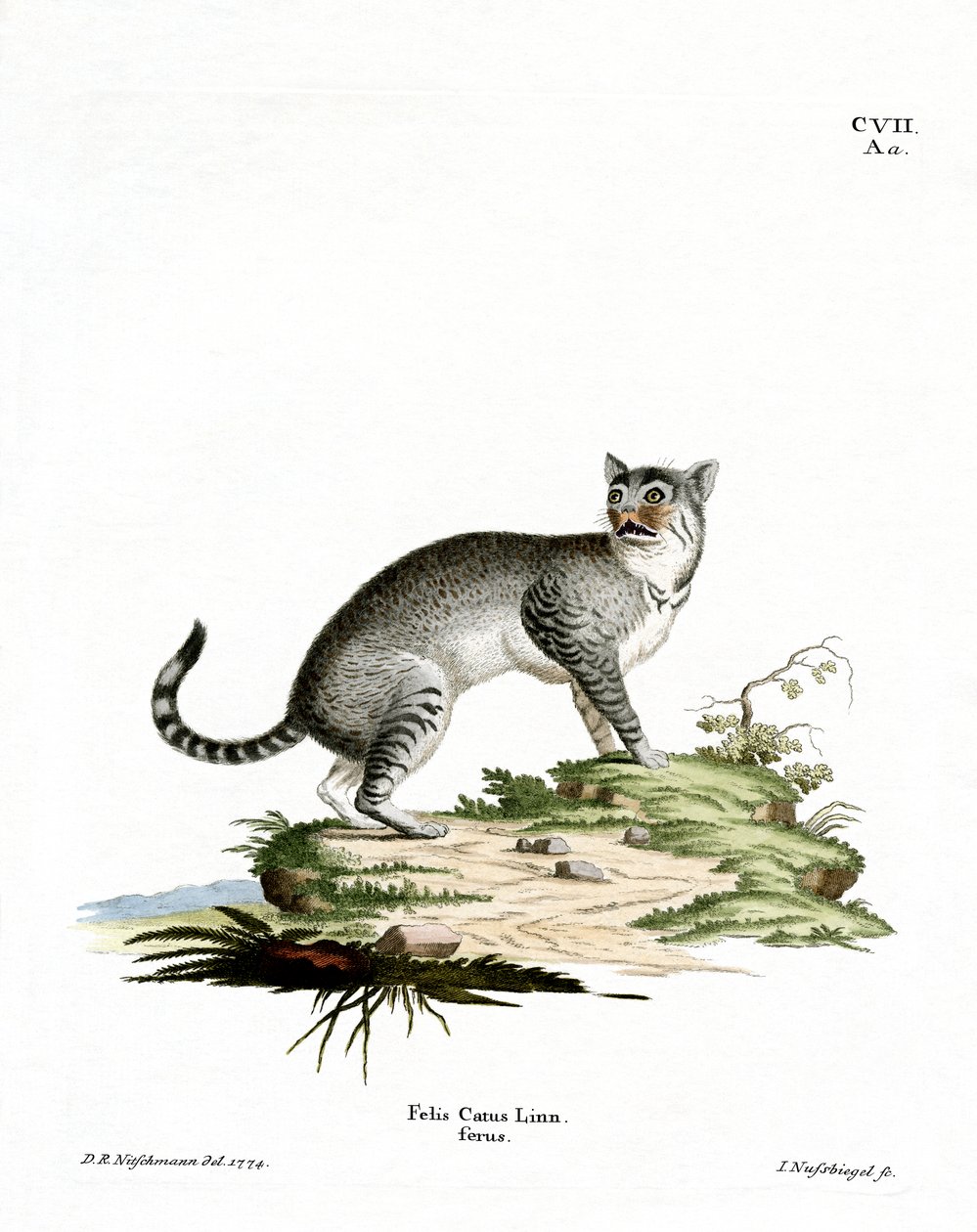 Wildcat by German School