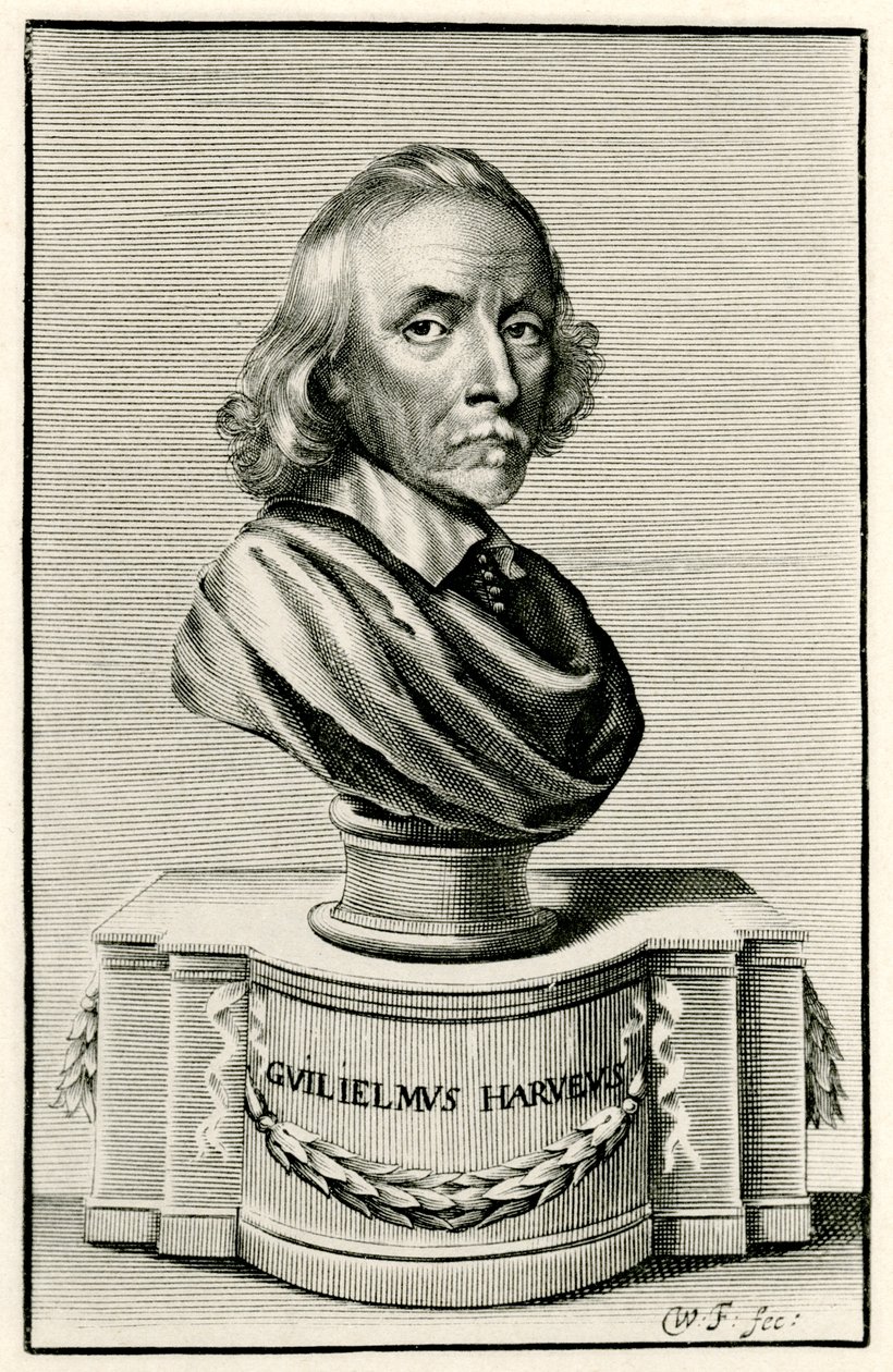 William Harvey by German School