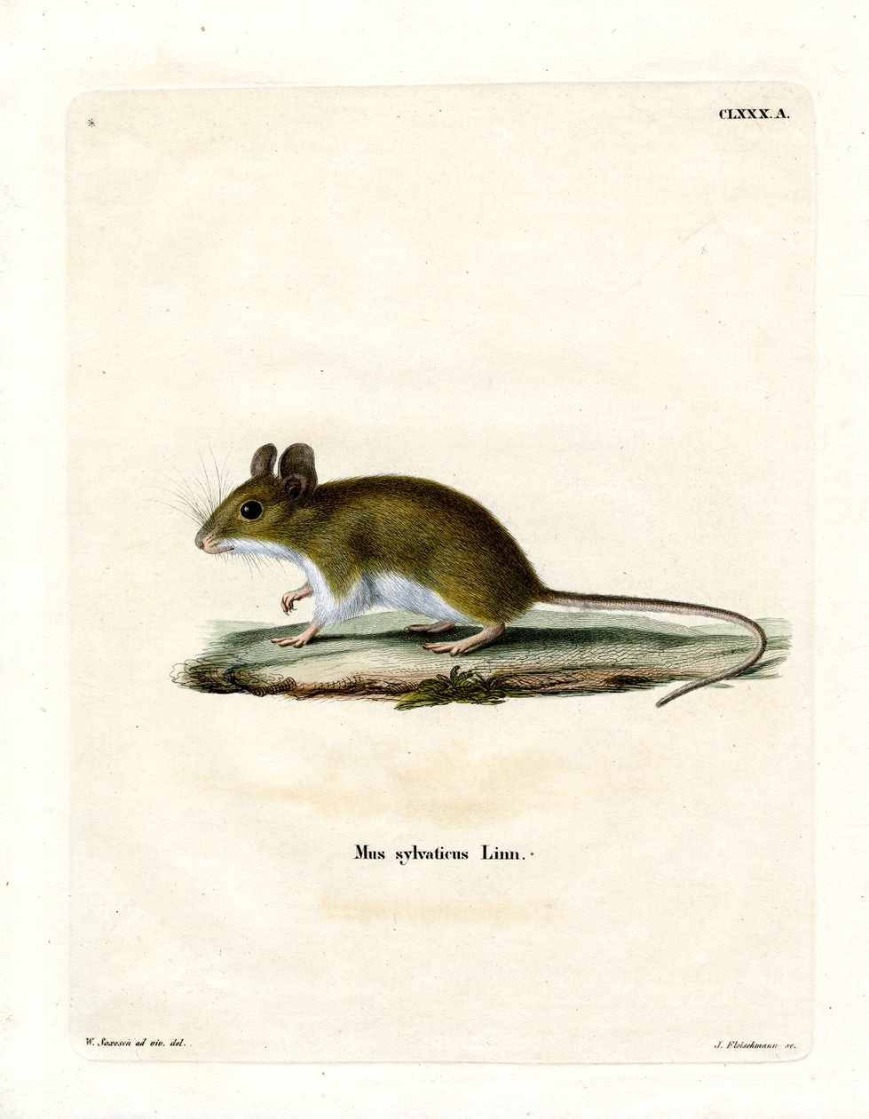 Wood Mouse by German School