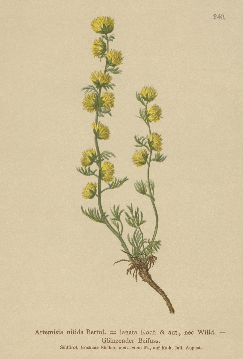 Wormwood by German School